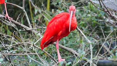 Couple Of Scarlet Ibis Birds Feeding Babies In The Nest Stock Footage Video 20040634 | Shutterstock