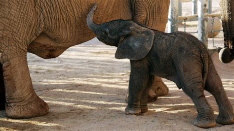 ‘Healthy, standing and nursing’: Zoo celebrates birth of baby elephant. - Boston News, Weather ...