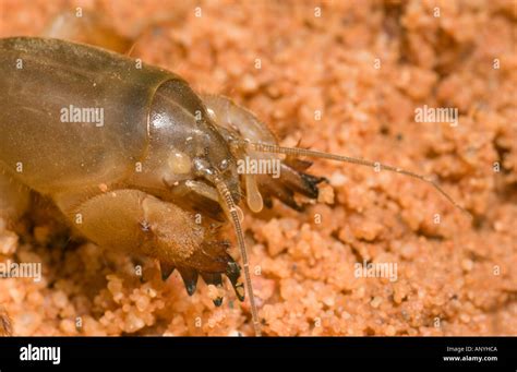 Mole Digging Burrow Stock Photos & Mole Digging Burrow Stock Images - Alamy