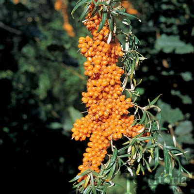 Sea Buckthorn Tree's, Seabuckthorn Plants & Shrubs