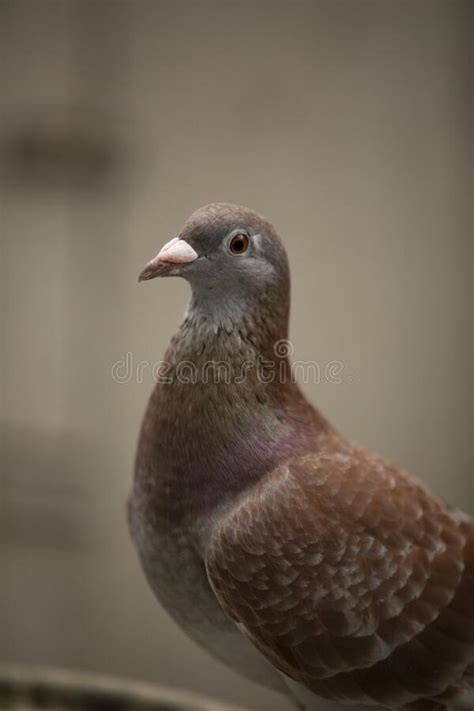 Close Up Red Check Color Homing Pigeon in Home Loft Stock Image - Image of outdoor, dove: 265906133