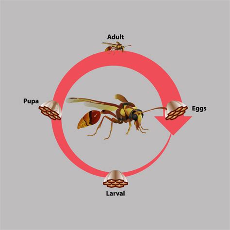 Life Cycle of Wasps and Hornets – Pest Supply Canada