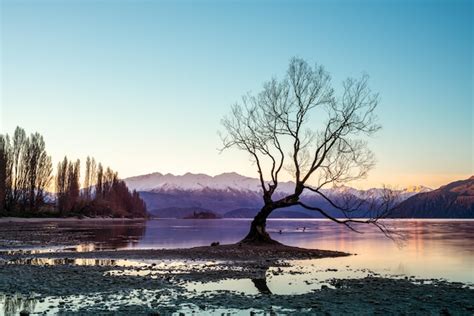 Premium Photo | Iconic Wanaka tree at Lake Wanaka