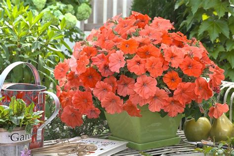 Petunias: Plant Care and Collection of Varieties - Garden.org