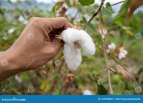 Hand Picking Cotton Boll from Cotton Plant. Harvest and People Concept ...