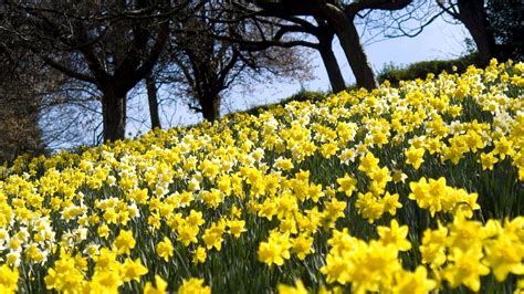 Spring Daffodils Flowers Wallpapers - Wallpaper Cave