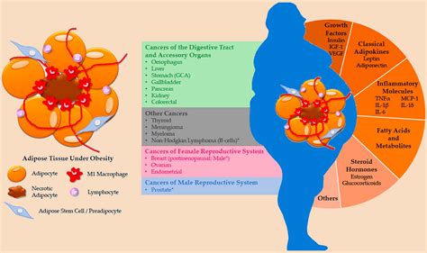 Scientists have demonstrated the link between high insulin levels and ...