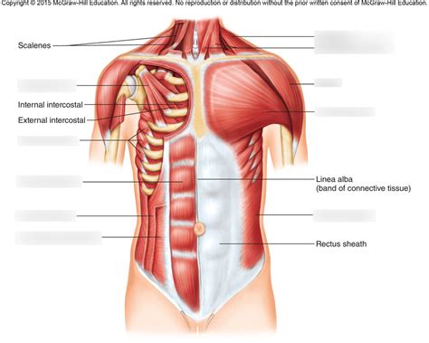 Muscles Of The Chest Abdomen : Abdominal Muscles Location and Function : The muscle striations ...