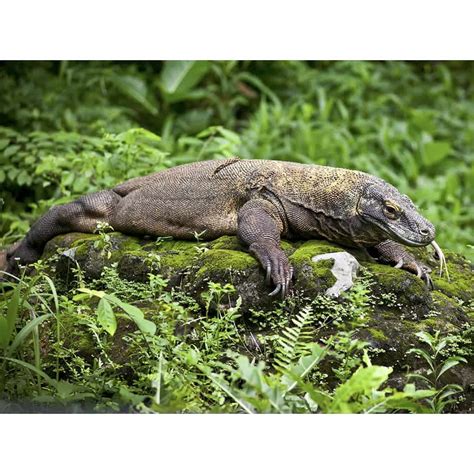 Komodo Island: Secret of Notorious Dragon Revealed | Notredame