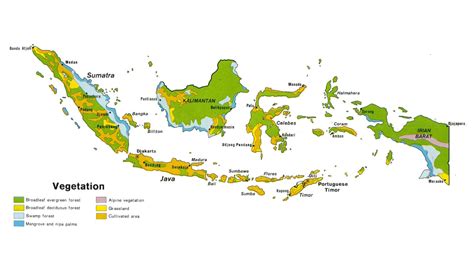 Indonesian Rainforest World Map