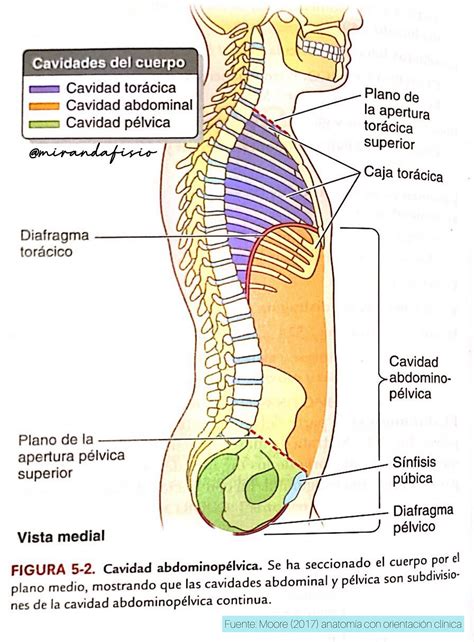 Cuales son las cavidades corporales, regiones y cuadrantes