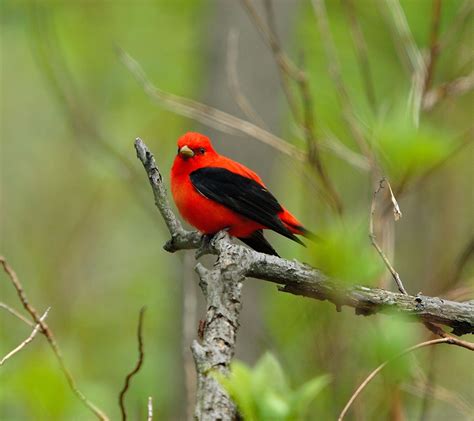 Scarlet Tanager at Indiana Dunes National Lakeshore- NPS Photo Beautiful Birds, Audubon Prints ...