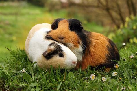 Keep You Guinea Pigs Happy | Supreme Petfoods