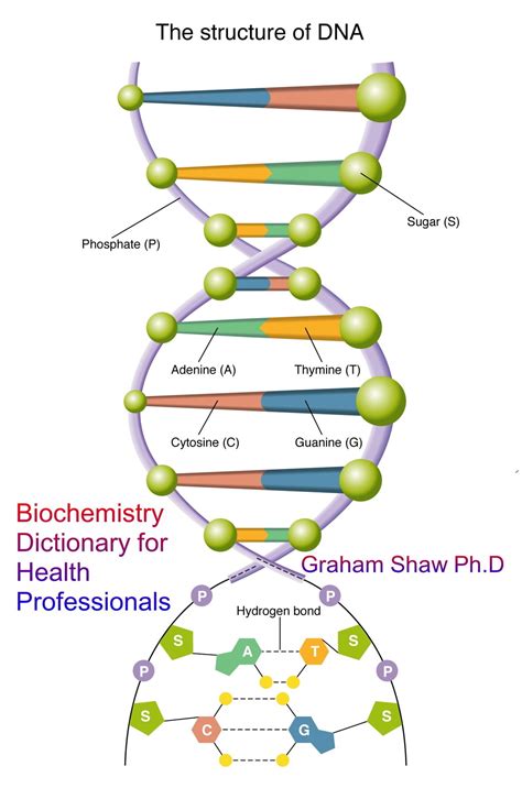 Biochemistry Dictionary for Health Professionals eBook by Graham Shaw ...