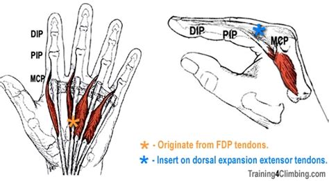 Fdp Muscle : Arteries Nerves And Muscles Of Upper Limb Anterior View Muscles Of Forearm Deep ...