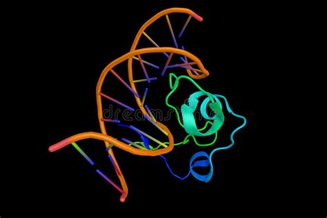 Zinc Finger (3d Structure), a Small Protein Structural Motif Characterized by the Coordination ...