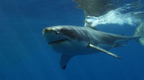 Discovering the reason for year-round abundance of marine predators in the Great Australian Bight