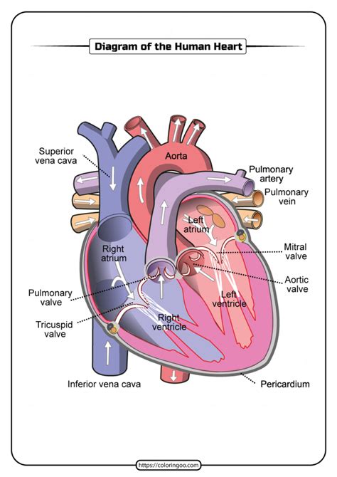 Printable diagram of the human heart pdf worksheet – Artofit