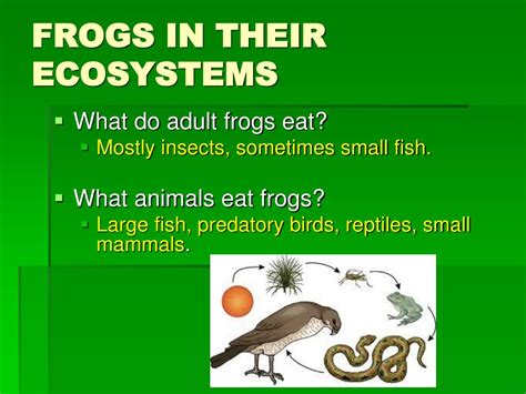 PPT - Unit 1 – Diversity in Ecosystems PowerPoint Presentation, free download - ID:2158987