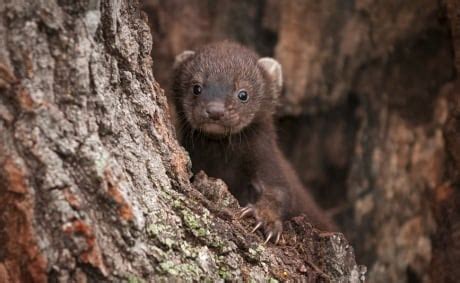 B.C. didn't do enough to protect rare fishers in the Interior, board ...