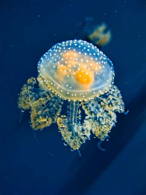 The Cnidarians: Jellyfish, Sea Anemones, Hydrozoans, and Corals | HubPages