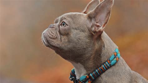 Lilac French Bulldog: Characteristics, Care, and Buying Guide – PawSafe