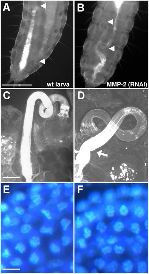 Tribolium larvae that are exposed to UV-light, resulting in... | Download Scientific Diagram