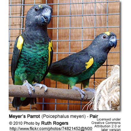 Meyer's Parrot Reproduction