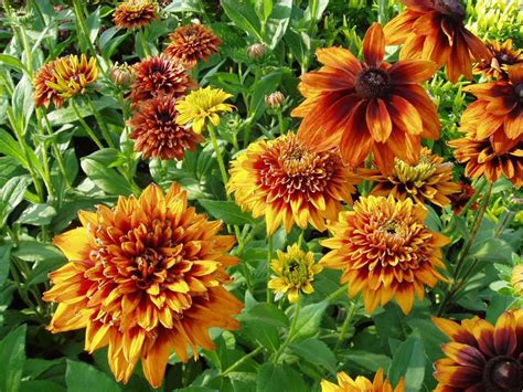 9 Great Rudbeckia Varieties