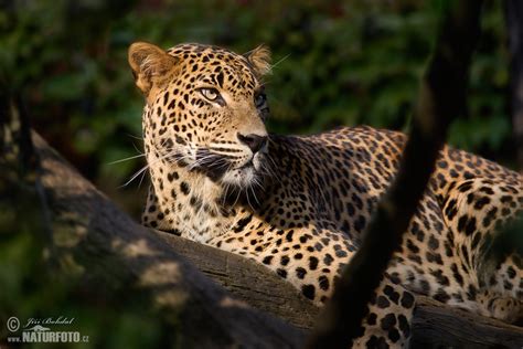 Sri Lankan leopard Photos, Sri Lankan leopard Images, Nature Wildlife ...