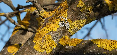 Lichens on Fruit Trees - AGRIVI