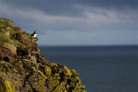 Puffins are at home on rocky cliffs in Iceland - HoustonChronicle.com