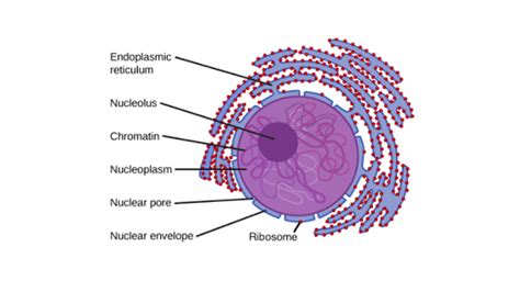 Nucleus and ribosomes (article) | Khan Academy