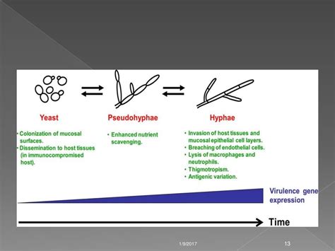 Virulence factors of fungi