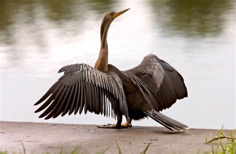 21 Birds That Can Dive Underwater (Photos & Facts) - Bird Nature