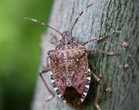 Invasive Species: Brown Marmorated Stink Bug