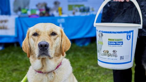 Charity Focus | Guide Dogs Cymru | Swansea