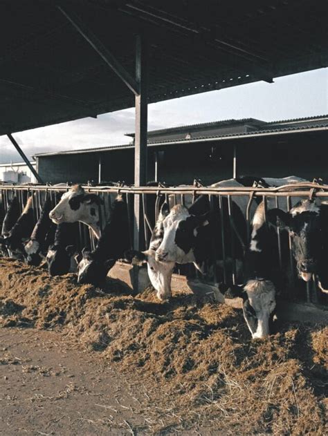 Why Dairy Farming Is Still Profitable! - Agriculture Review