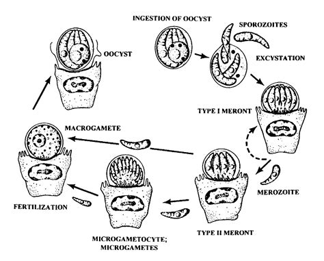 Animal Parasitology