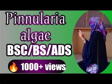 Pinnularia Algae||Reproduction and Life Cycle | Bacillariophyta( Brown Algae) - YouTube