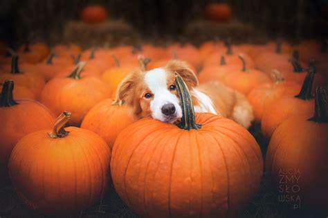 Pumpkin Autumn! - Halloween is coming! | Beautiful dogs photos, Dog ...