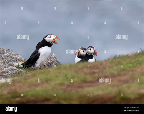 Atlantic Puffins during mating season Stock Photo - Alamy