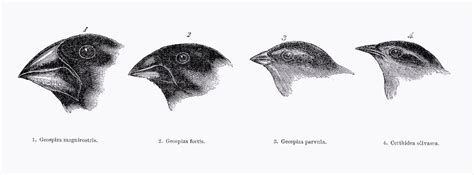 Darwin’s Finches evolutionary changes