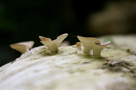 Fungi on a tree. | Stuffed mushrooms, Food, Fungi