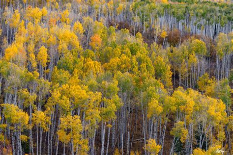 Dancing Aspens (2023) | Kebler Pass, Colorado