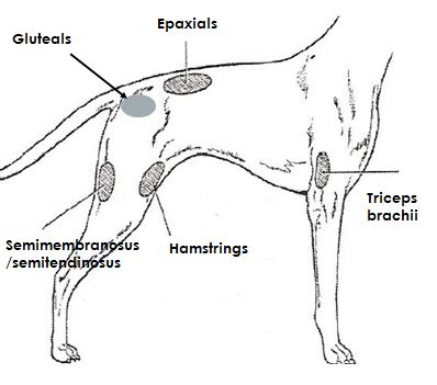 Intramuscular Injection Sites Dogs