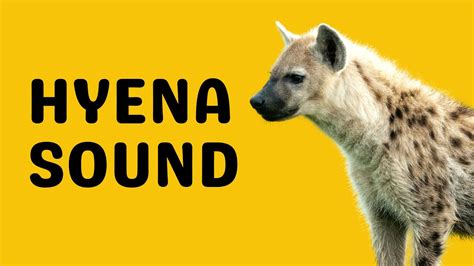 Hyena Sound | Laugh - YouTube