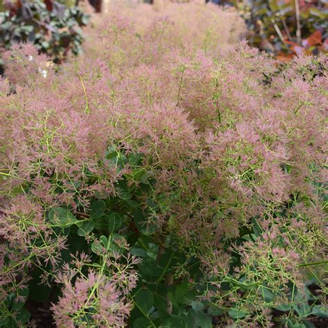 Cotinus coggygria 'Royal Purple' - Horsford Gardens and Nursery