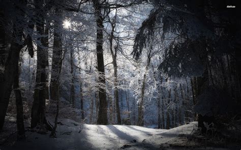 Dark Snowy Forest Wallpapers - Top Free Dark Snowy Forest Backgrounds ...