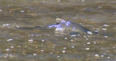 It’s peak season for salmon migrating through Toronto-area rivers | Globalnews.ca